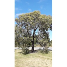 Eucalyptus sideroxylon